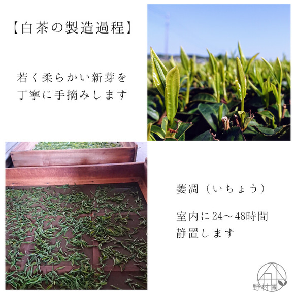 【数量限定】“4種のさやま白茶” 2023年手摘み 新茶 6枚目の画像