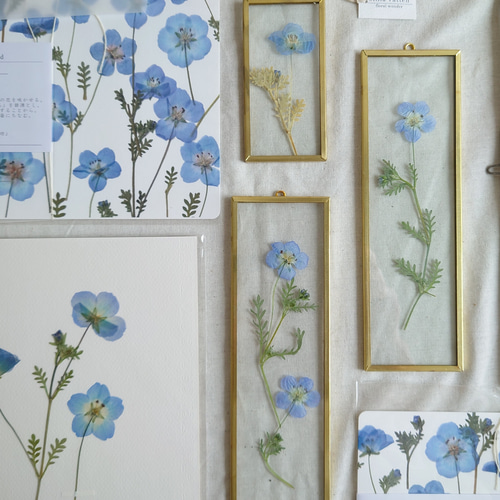 botanical greeting card] ネモフィラ 花言葉メッセージカード 封筒
