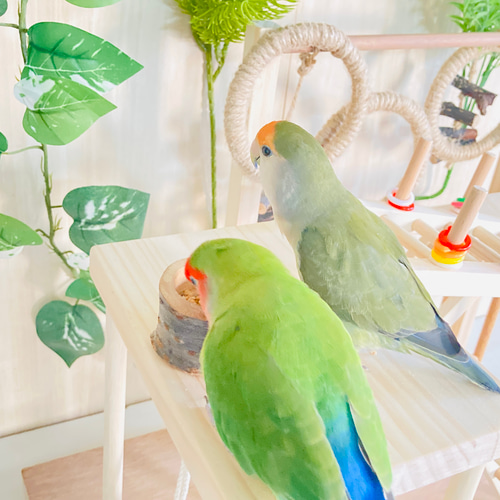 むらゆ★小動物□⬜︎アスレチックHOUSE⬜︎□⚪︎バードアスレチック むらゆ様専用☆小動物□⬜︎アスレチックHOUSE⬜︎□⚪︎バード