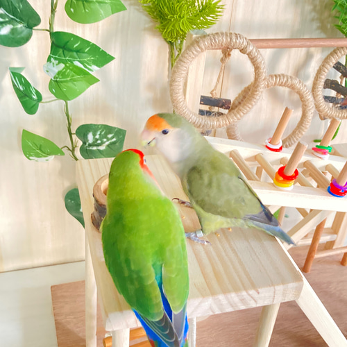 むらゆ★小動物□⬜︎アスレチックHOUSE⬜︎□⚪︎バードアスレチック むらゆ様専用☆小動物□⬜︎アスレチックHOUSE⬜︎□⚪︎バード