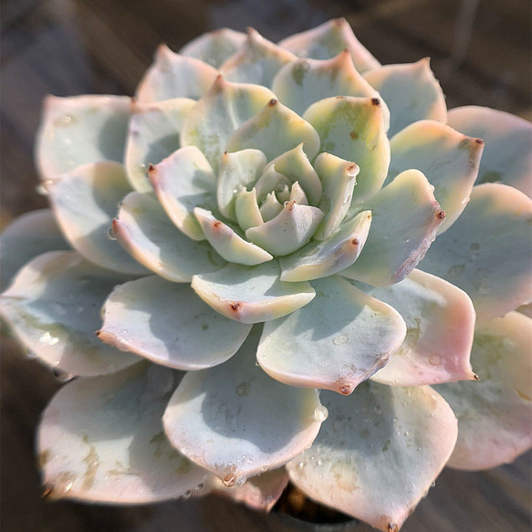 210.多肉植物 寄せ植え エケベリア属 サブセシリス錦 抜き苗 アート