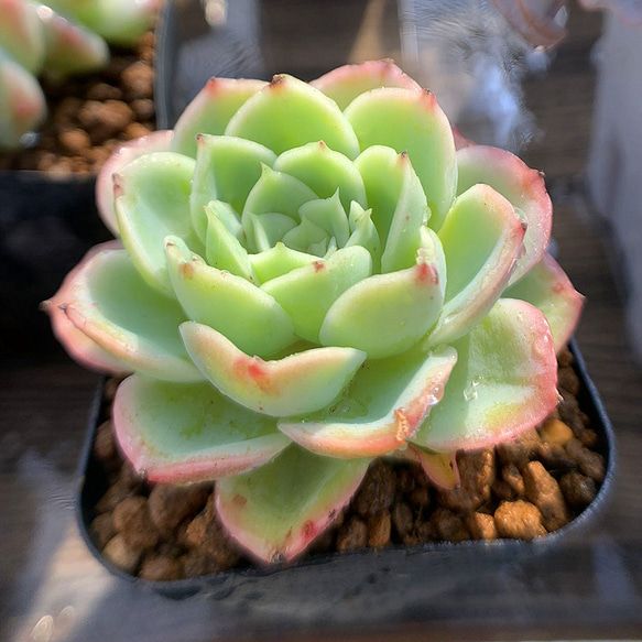 214.多肉植物 寄せ植え エケベリア属 メロン 新品種 抜き苗 アート