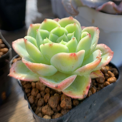 214.多肉植物 寄せ植え エケベリア属 メロン 新品種 抜き苗