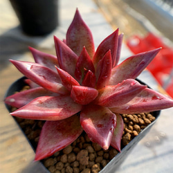 多肉植物　メタルプリム錦　抜き苗 多肉植物 メタルプリム錦 抜き苗