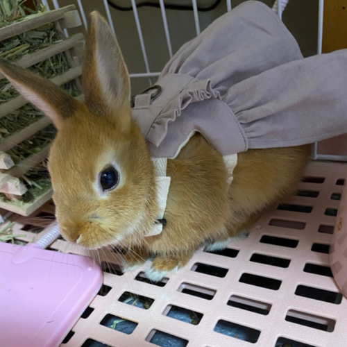 うさぎハーネス 見本 新商品 うさぎ ハーネスリードセット 小動物用 ソフト スモールペット
