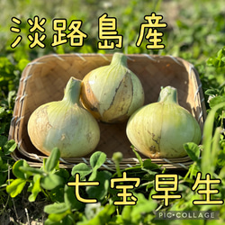 15日までの期間限定】【淡路島産たまねぎ】早生品種「七宝早生7号
