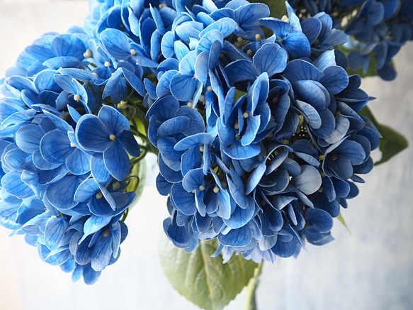 【リアル造花】選べる2色ブルーとピンクの紫陽花1本売り 18枚目の画像
