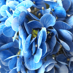 【リアル造花】選べる2色ブルーとピンクの紫陽花1本売り 19枚目の画像