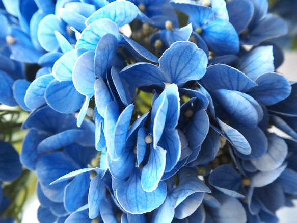 【リアル造花】選べる2色ブルーとピンクの紫陽花1本売り 19枚目の画像
