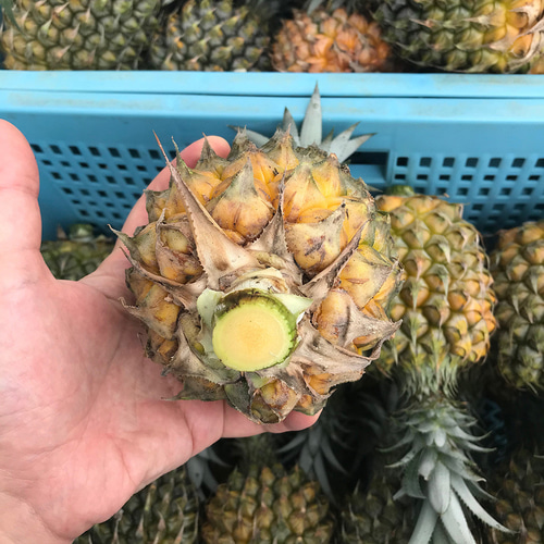 スナックパイン 1kg(1-2玉) 沖縄県産 宜野座村産 栽培中農薬不使用