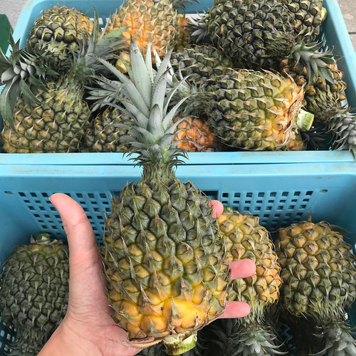 スナックパイン 1kg(1-2玉) 沖縄県産 宜野座村産 栽培中農薬不使用
