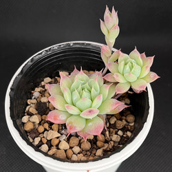 マクドガリー× ヒューミリス 多肉植物 マクドガリー× ヒューミリス 多肉植物