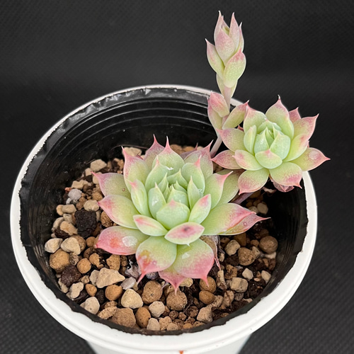 マクドガリー× ヒューミリス 多肉植物 マクドガリー 多肉植物 多肉植物 kanomarihome 通販 11939834｜Creema