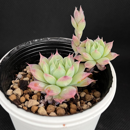 マクドガリー× ヒューミリス 多肉植物 マクドガリー 多肉植物 多肉植物 kanomarihome 通販 11939834｜Creema