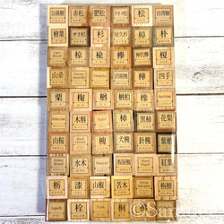 ▦60種60C『世界の木樹の標本／cube（い）：世界中の木材になる木たち