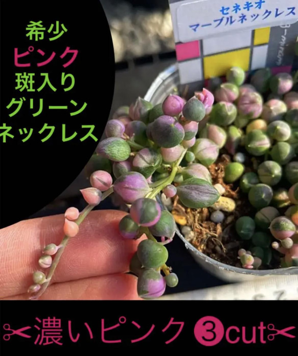 お得な⑤pot SET‼️斑入り（マーブル）ネックレス✳️ 【公式通販】