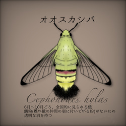 切り絵虫の羽イヤリング（オオスカシバ） 12枚目の画像