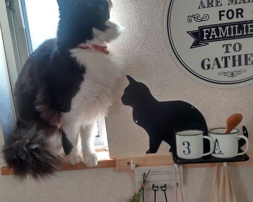 猫あしアイアン棚 楽天市場】壁付け棚板【ねこボックス】 連結用 大建工業 DAIKEN ねこの