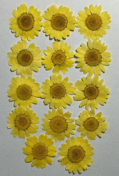 訳あり】押し花 ノースポール O-097 訳あり】押し花 ノースポール O