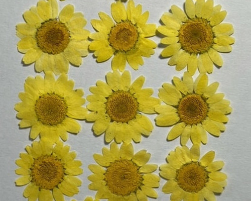 【訳あり】押し花　ノースポール　O-097 訳あり】押し花 ノースポール O-097 訳あり】押し花 ノースポール O