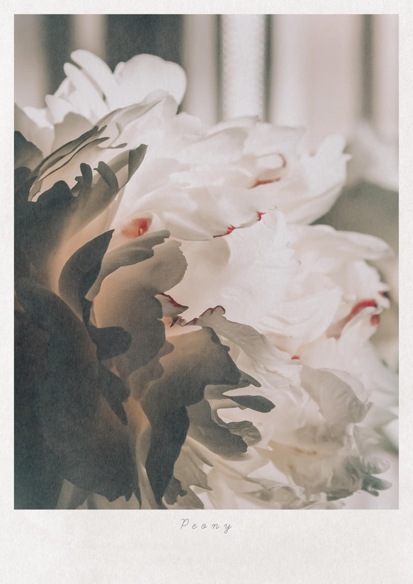 アートポスター　植物　　花　ユーカリ　グリーン　インテリアポスター　写真　フラワー 3枚目の画像