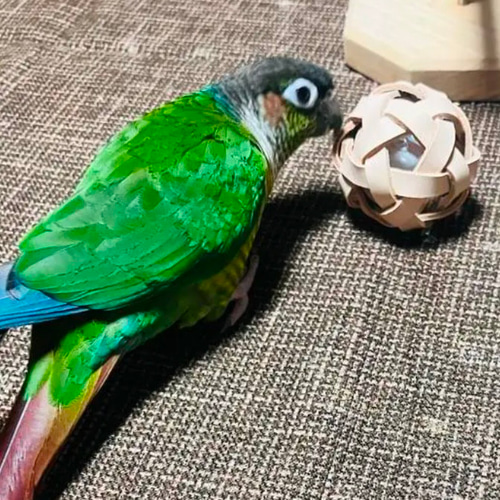 Coco hitomi　インコのカジカジおもちゃ50個 Coco hitomi様専用 インコのカジカジおもちゃ50個