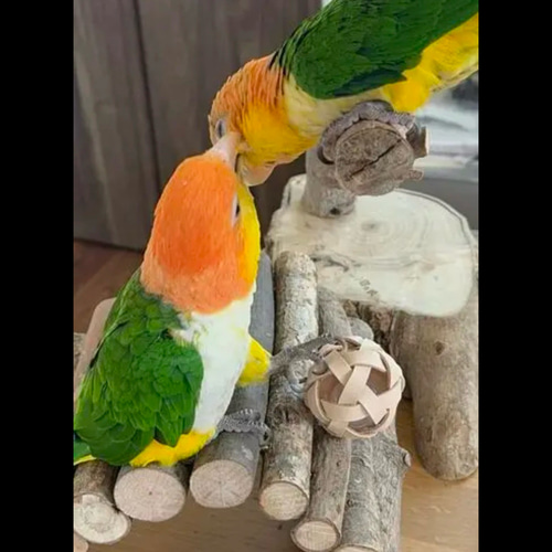 手作りインコのカジカジおもちゃ8個 - メルカリ