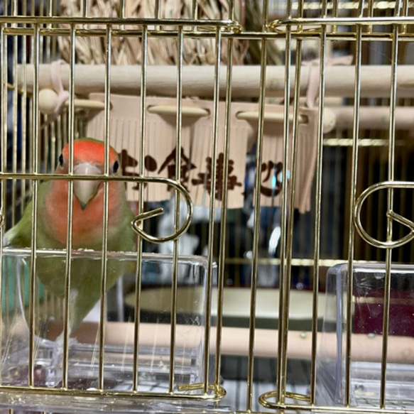 送料無料【本革】レザー❤️ ハンドメイドガシガシ系鳥インコのおもちゃ【のれん】 leather bird toy 14枚目の画像