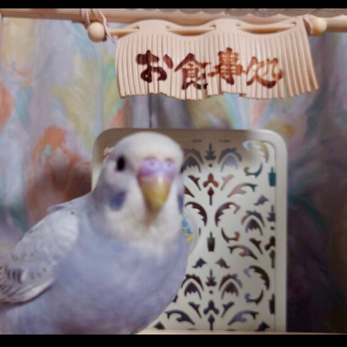 送料無料【本革】レザー❤️ ハンドメイドガシガシ系鳥インコの