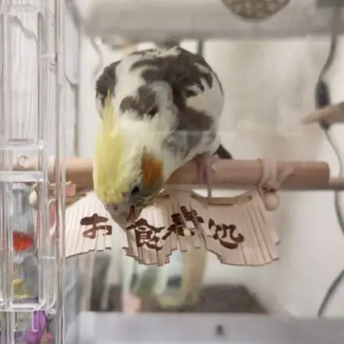 送料無料【本革】レザー❤️ ハンドメイドガシガシ系鳥インコの