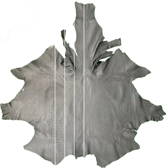 日本製　クライン・カルー　オーストリッチ　３０㎜巾　上質　ベルト　無双　真鍮磨き上げ金具　エキゾチックレザー 10枚目の画像