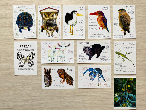 絵はがきセット 西表島セット10枚入り ポストカード ミオ 通販