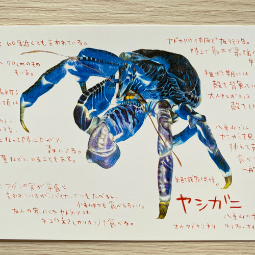 絵はがきセット 西表島セット10枚入り ポストカード ミオ 通販