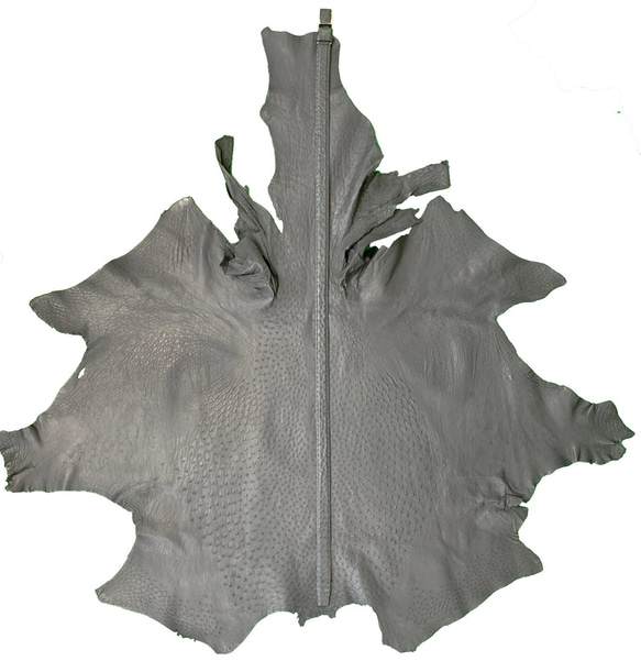 日本製　クライン・カルー　オーストリッチ　無双　LLサイズ　真鍮エポキシ樹脂金具　３０㎜巾　ベルト　　エキゾチックレザー 6枚目の画像