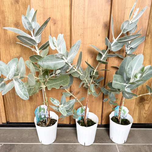 ユーカリ♡プレウロカルパ♡苗♡ドライフラワーにも♩苗木 ドライ