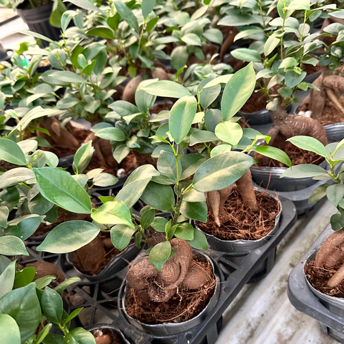 ガジュマルの木』風水パワー☆多幸の樹☆3号☆インテリア☆観葉植物