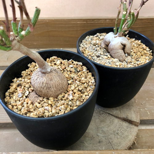 多肉植物 塊根植物 モナデニウム ルベルム アートフラワー plant life 