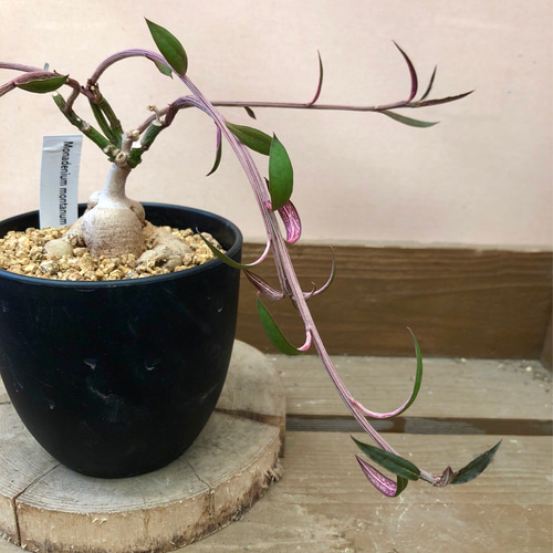 多肉植物 塊根植物 モナデニウム ルベルム アートフラワー plant life 