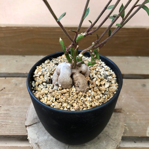 多肉植物 塊根植物 モナデニウム ルベルム アートフラワー plant life 