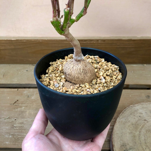 多肉植物 塊根植物 モナデニウム ルベルム アートフラワー plant life 