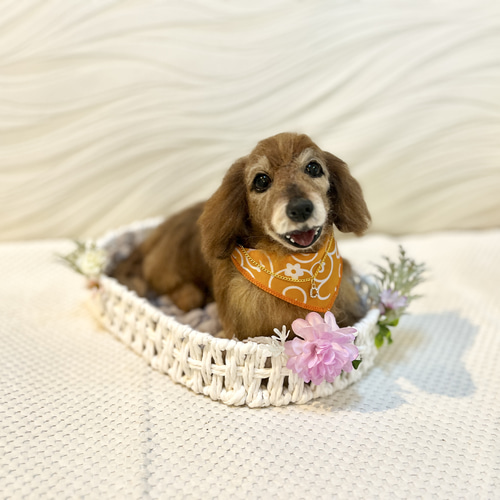 オーダー《受注製作》羊毛フェルト 犬♡ダックス♡ダックスフンド