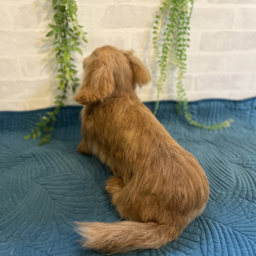 える様　オーダー専用　羊毛フェルト　犬　ミニチュアダックス　パピヨン　ミックス オーダー製作 》羊毛フェルト 犬 ミニチュアダックス 世界で