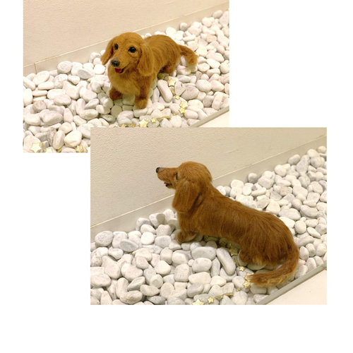 オーダー《受注製作》羊毛フェルト 犬♡ダックス♡ダックス