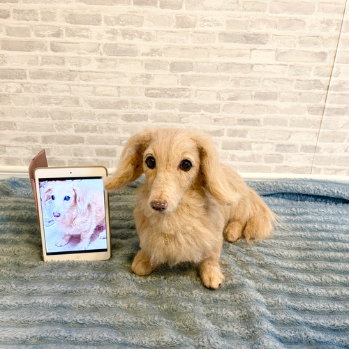 オーダー《受注製作》羊毛フェルト 犬♡ダックス♡ダックスフンド