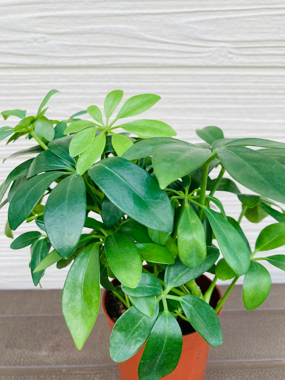 カポック　3株まとめてセット　☆観葉植物☆ 2枚目の画像