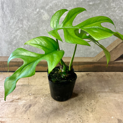 観葉植物 尖閣ガジュマル アートフラワー plant life 通販 13477346