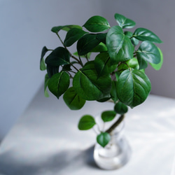 （水換え不要）トルネードベンジャミンの水挿し 2枚目の画像