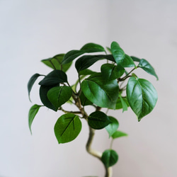 （水換え不要）トルネードベンジャミンの水挿し 5枚目の画像