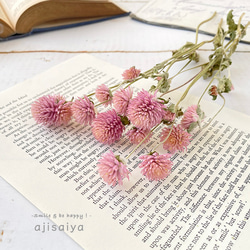 再入荷 】世界最小のバラ リトルウッズ ピンク 国産【 ドライフラワー