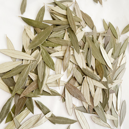 送料無料＊結婚式リーフシャワー＊オーガニック幸せなオリーブのリーフ